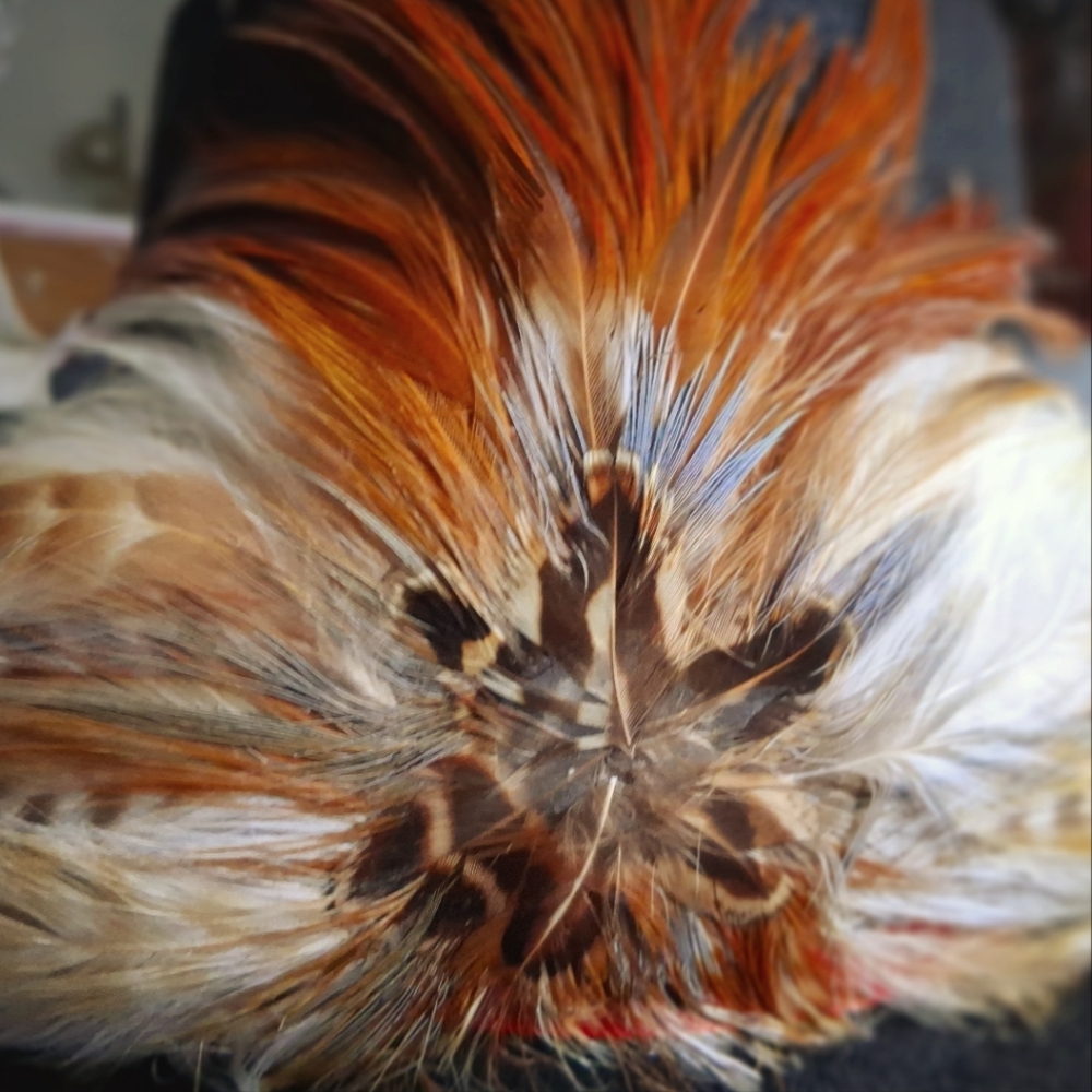 Colorful Pheasant Feather Hatband